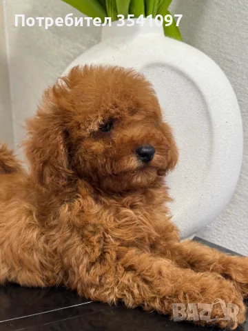 Той Пуделчета момичета , снимка 5 - Пудели - 56023060