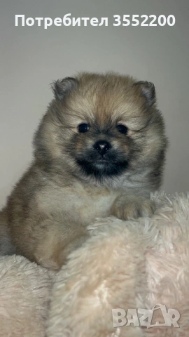 Померанчета, снимка 3 - Померан - 53353866