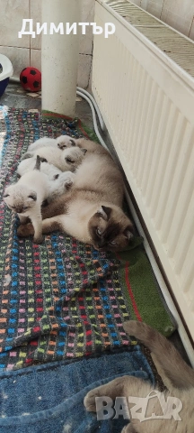 Кълърпойнтчета шотландски