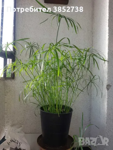 Продавам водни палми, снимка 1