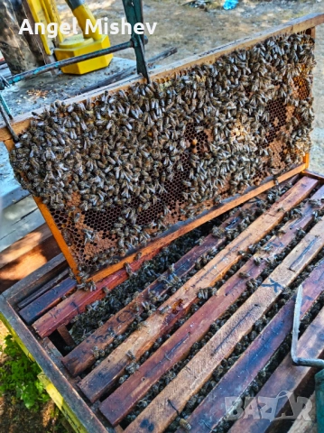 ПЧЕЛНИ ОТВОДКИ 4 РАМКИ – ГОТОВИ  ВЕДНАГА, ЗДРАВИ ПЧЕЛИ, ПЧЕЛАРСТВО, СЕЗОН 2026