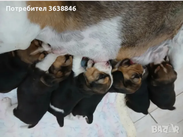 Бигъл, снимка 4 - Бигъл - 50137893