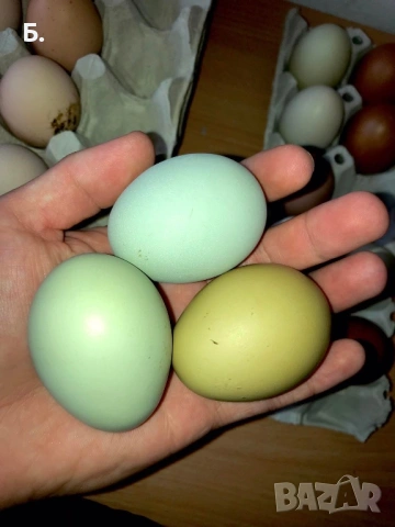 Разплодни яйца, снимка 2 - Кокошки и пуйки - 54259028