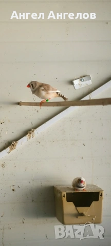 зеброви амадини и японски амадини , снимка 2 - Амадини - 54137748