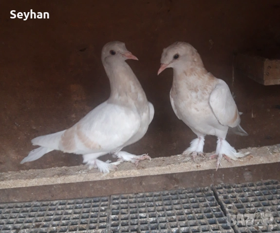 Гълъби мардини 