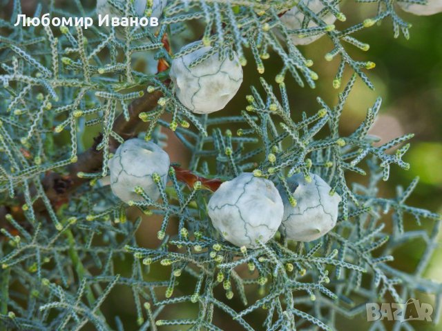 Семена от иглолистни дървета-Секвоя Бор Смърч Кедър Ела Тис Кипарис Туя Криптомерия Гинко, снимка 14 - Сортови семена и луковици - 25642320