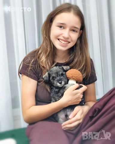 Минишануцер, цвергшнауцер , снимка 6 - Други - 52504946