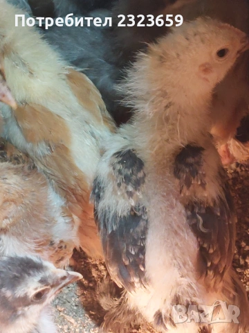 Пилета , снимка 3 - Кокошки и пуйки - 54163977