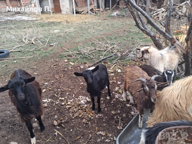 Ярета и агнета , снимка 2 - Кози - 52389866