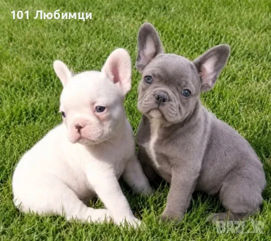 Френски Булдог кученца, снимка 2 - Френски булдог - 56324342