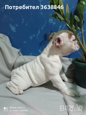 Английски булдог, снимка 9 - Английски булдог - 52064316