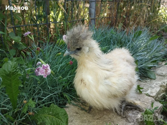 Копринки, млади чифтове , снимка 5 - Кокошки и пуйки - 50408201