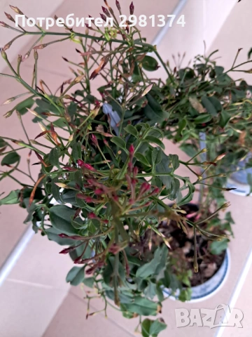 Жасмин(Ароматен-розов)