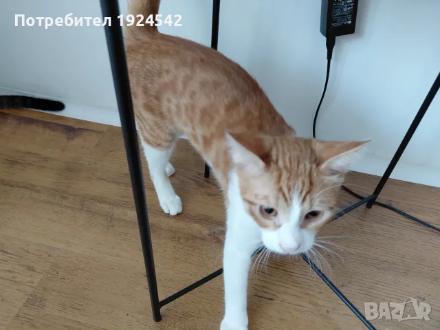 Подарявам котенца, снимка 6 - Други - 55896186