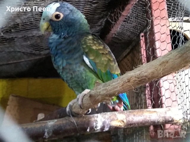 Ръчно хранени бебета аратинга, снимка 3 - Папагали - 54165794