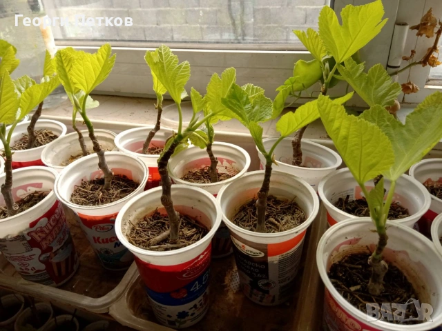 Смокини с височина 25 - 30см.