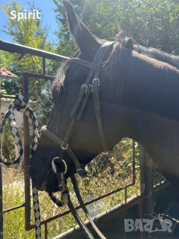 Ездитна кобила Марта, снимка 5 - Коне - 51464803