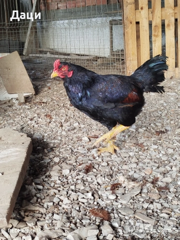 Свободно Петле - Корниш, снимка 2 - други­ - 54224697