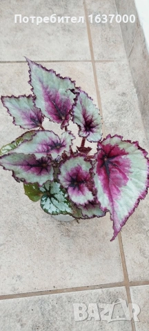 Бегония Caribbean night 