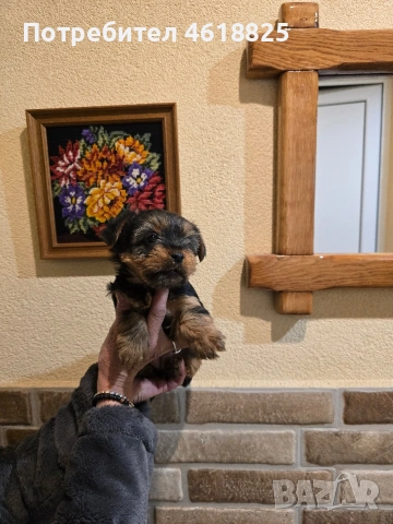 Йоркширски териери , снимка 5 - Йоркширски териер - 53137251
