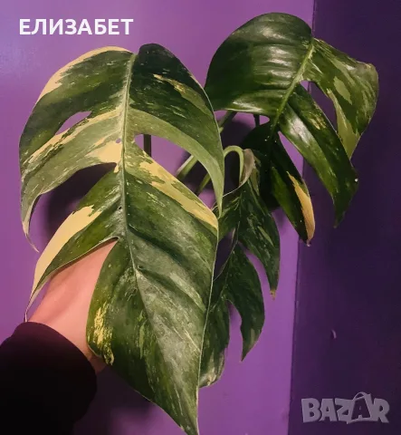 Epipremnum Aurea veriegat
