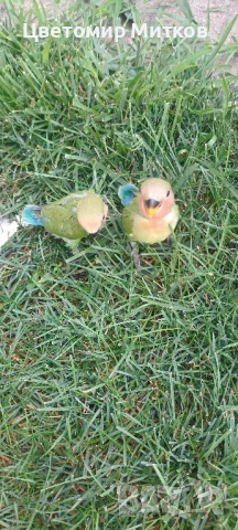 Папагали ръчно хранени неразделки, снимка 9 - Папагали - 51135664