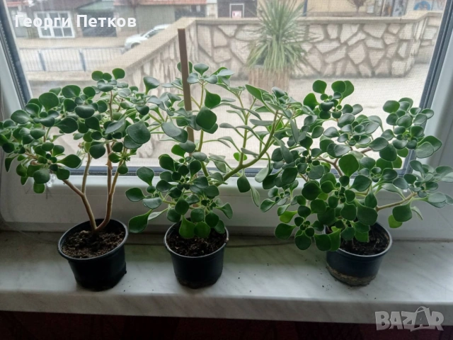 Дървото на Парите (Айхризон), с височина около 10-15 см., снимка 6 - Стайни растения - 53822667