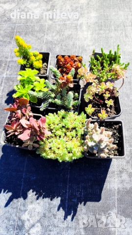 Седуми - промо пакет от 9 различни вида!, снимка 1