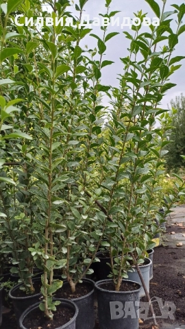 Лигуструм , снимка 5 - Градински цветя и растения - 52504233