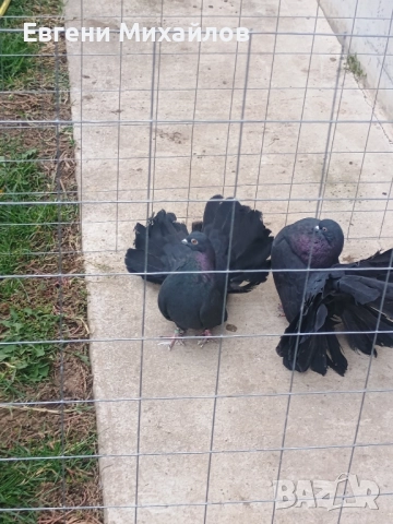 Фенерлии, снимка 2 - Гълъби - 52295955