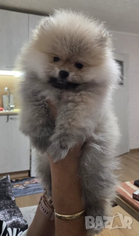 Померани мъко и женско, снимка 4 - Померан - 53300145