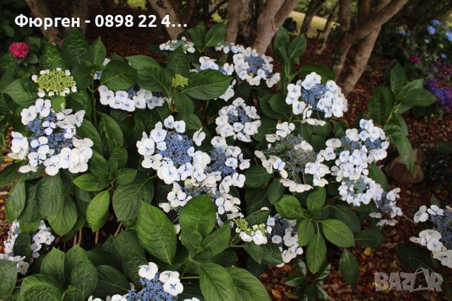 Хортензия Libelle/ Hydrangea macrophylla Libelle, снимка 5 - Разсади - 40738254