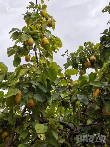 Дюли домашни хубави, снимка 4 - Домашни продукти - 56437138