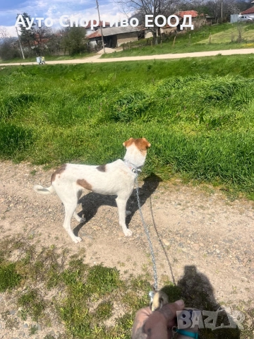 Търси дом, подарява се!