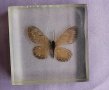 пеперуда в смола / стъкло, снимка 1 - Антикварни и старинни предмети - 42275027