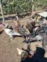 продавам пуйки,патици,кокошки, снимка 1