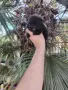 Мини шпиц померан, снимка 2