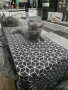 Продават се Британчета, снимка 1