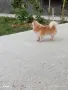 Свободен за разплод , снимка 2
