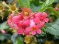 Escallonia ‘Red Dream’ (Ескалония ‘Червена мечта’), снимка 1