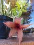кактуси и сукуленти, снимка 1 - Градински цветя и растения - 44470820