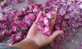 Сушен био розов цвят, снимка 1 - Хранителни добавки - 29926616
