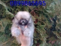 Мини Померан.Реални снимки !!! Миниатюрно момченце. , снимка 4