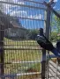 Продавам  чифт  черни донеци, снимка 3