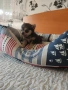 Продавам женско чихуахуа, снимка 2