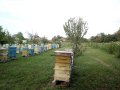 Български полифлорен пчелен мед 2023 -опаковки ~1кг. и ~25кг. (полски букет-слънчоглед), снимка 4