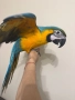 Ръчно хранена Синьо-жълта Ара, снимка 4