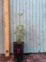 Ябълкова гуава, Psidium guajava, растения и семена, снимка 10