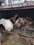 Продавам зайци , снимка 4
