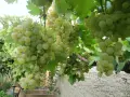 продавам грозде, снимка 1